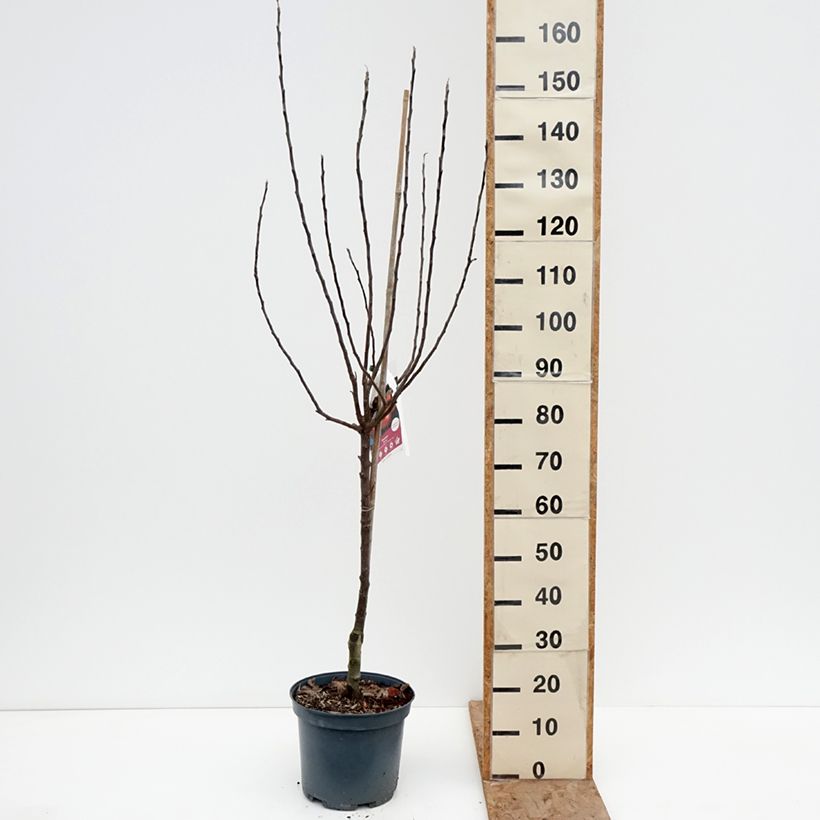 Example of Apfelbaum Ariane - Malus domestica Topf mit 7,5L/10L, Gobelet-Form as you get in hiver