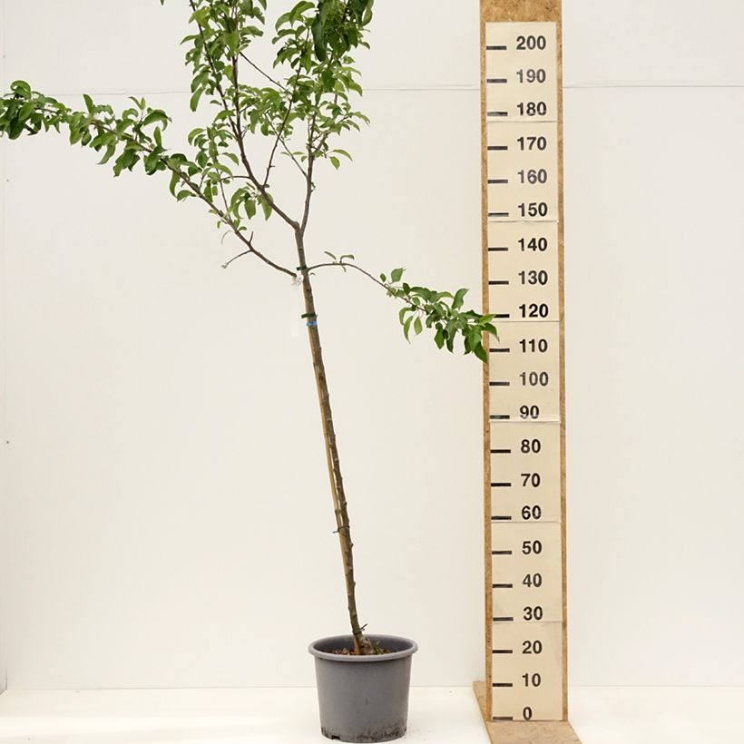 Example of Apfelbaum Belchard ou Chantecler - Malus domestica Topf mit 12L/15L, Halbstamm as you get in printemps