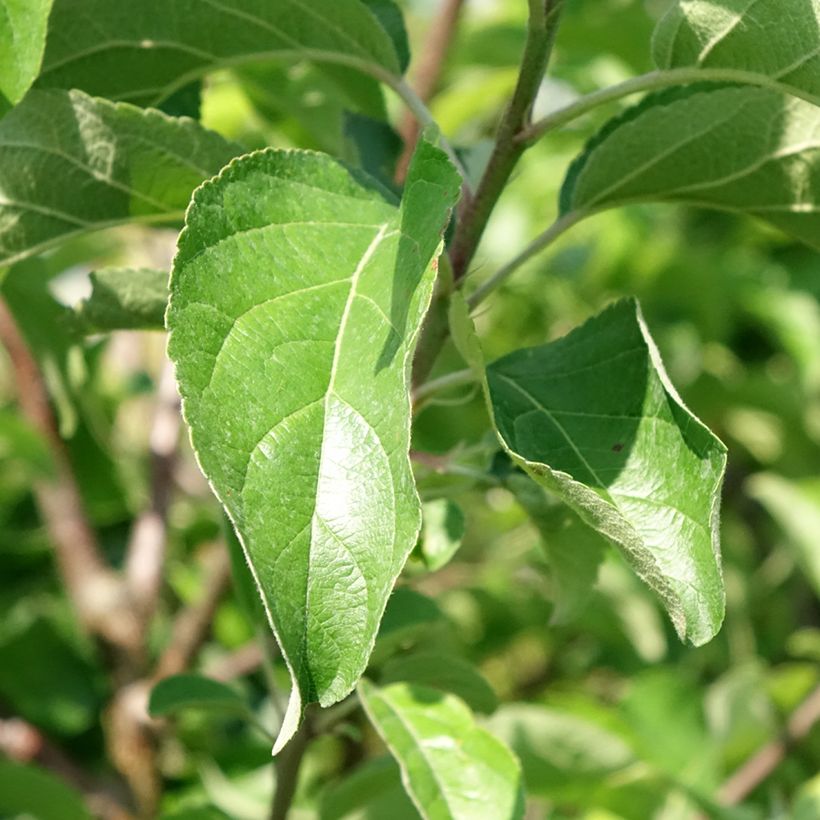 Apfelbaum Belchard ou Chantecler - Malus domestica (Foliage)