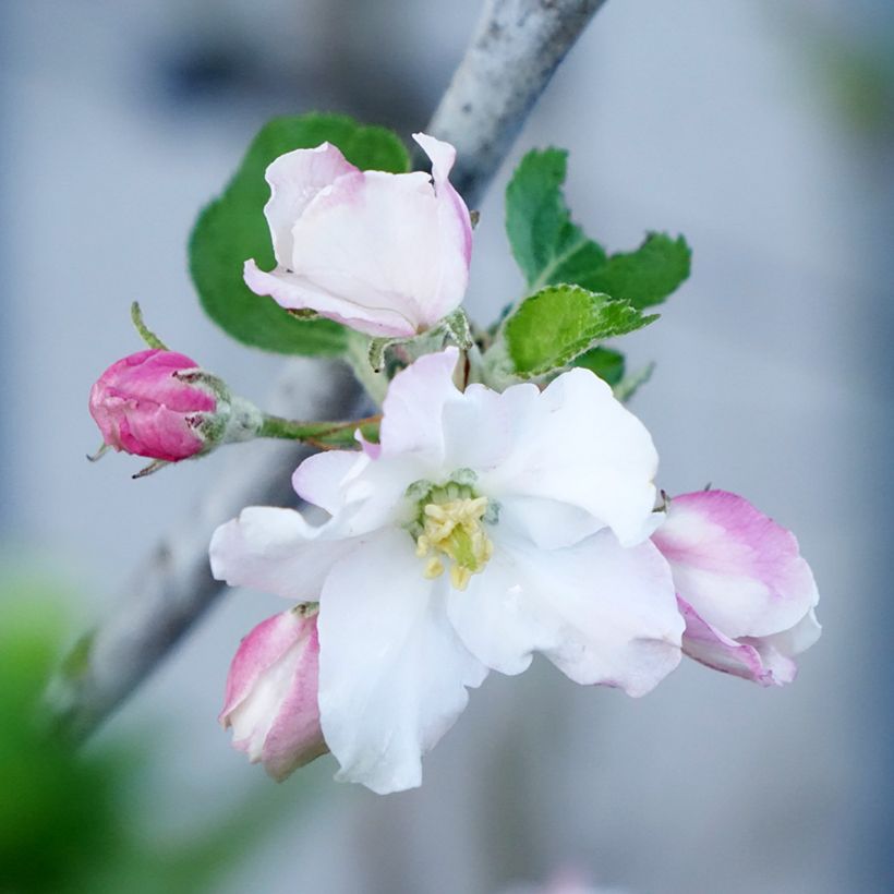 Apfelbaum Belle de Boskoop Bio - Malus domestica (Blüte)