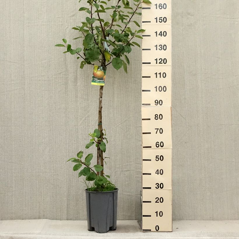 Exemplar von Apfelbaum Belle de Boskoop - Malus domestica Topf mit 7,5L/10L, Halbstamm wie im Sommer geliefert