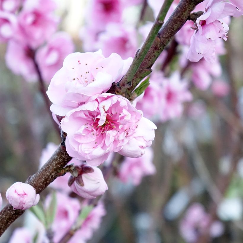Apfelbaum Belle de Boskoop - Malus domestica (Flowering)