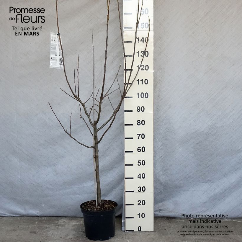 Example of Apfelbaum Belle de Boskoop - Malus domestica Topf mit 7,5L/10L, Gobelet-Form as you get in printemps
