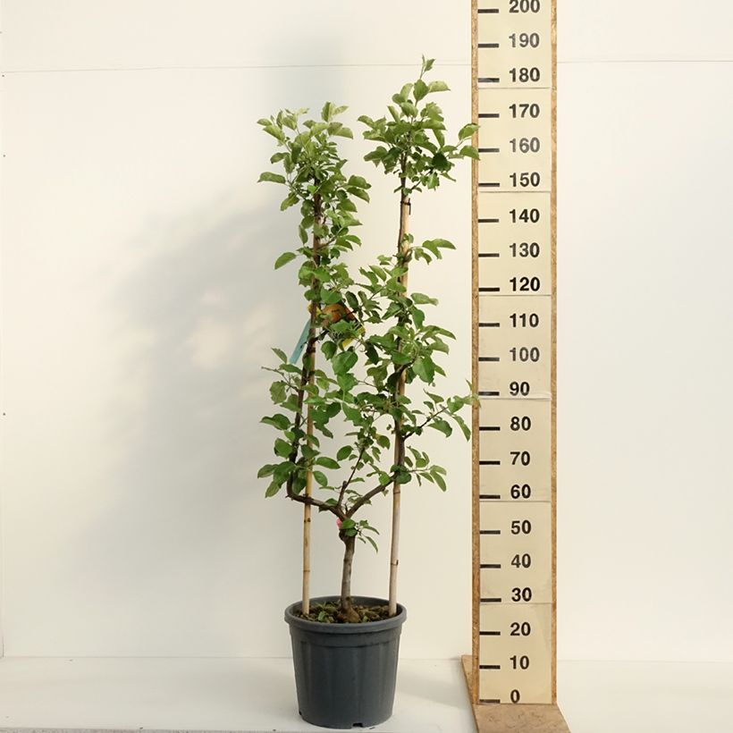 Example of Apfelbaum Belle de Boskoop - Malus domestica Topf mit 12L/15L, Spalierobst einfach U-Form as you get in printemps