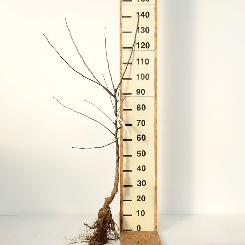 Example of Apfelbaum Belle de Boskoop - Malus domestica Wurzelnackt, Gobelet-Form as you get in hiver