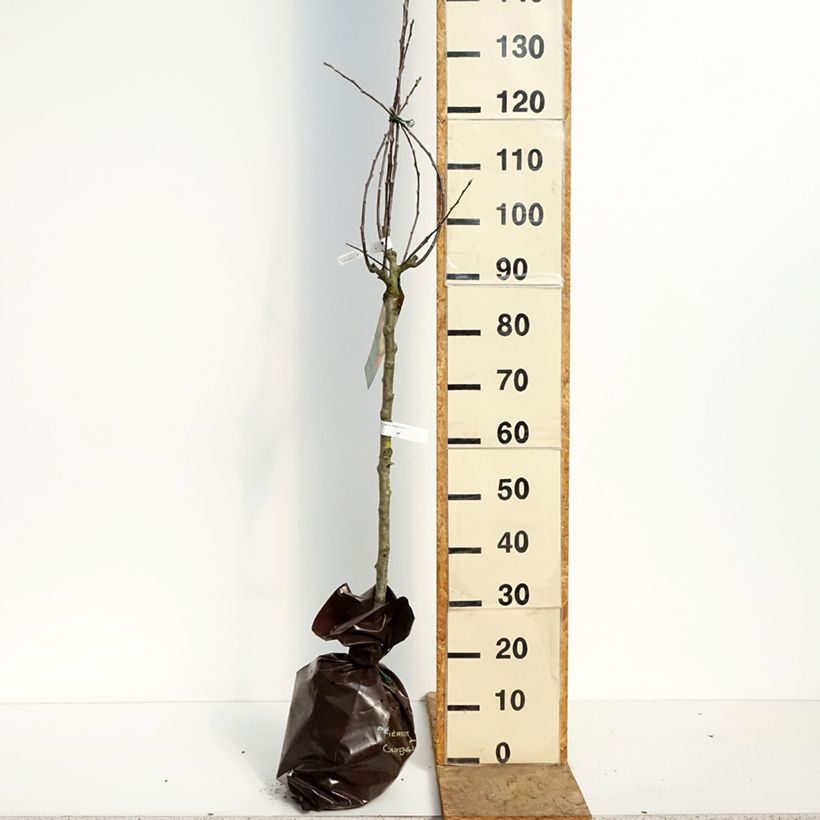 Exemplar von Apfelbaum Belle Fille de Salins - Malus domestica Plug "Fertig-zum-Pflanzen", Gobelet-Form wie im Frühjahr geliefert