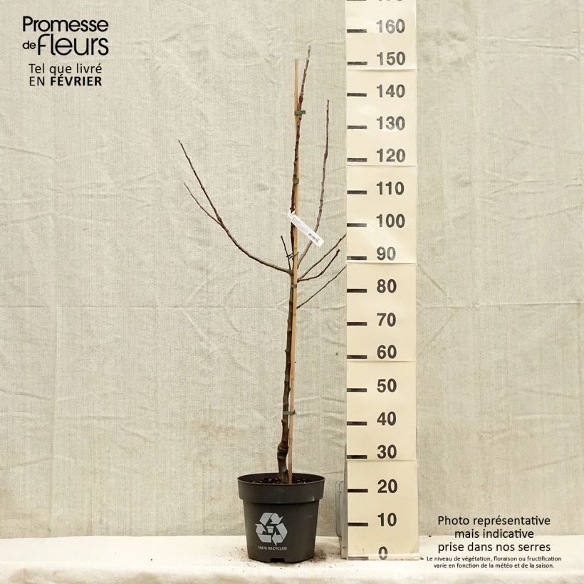 Exemplar von Pommier Blush rosette - pomme sanguine Pot de 7,5L/10L, Gobelet wie im Winter geliefert
