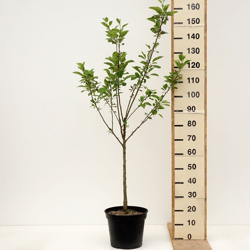 Exemplar von Apfelbaum Blush rosette - Malus domestica Topf mit 7,5L/10L, Gobelet-Form wie im Frühjahr geliefert