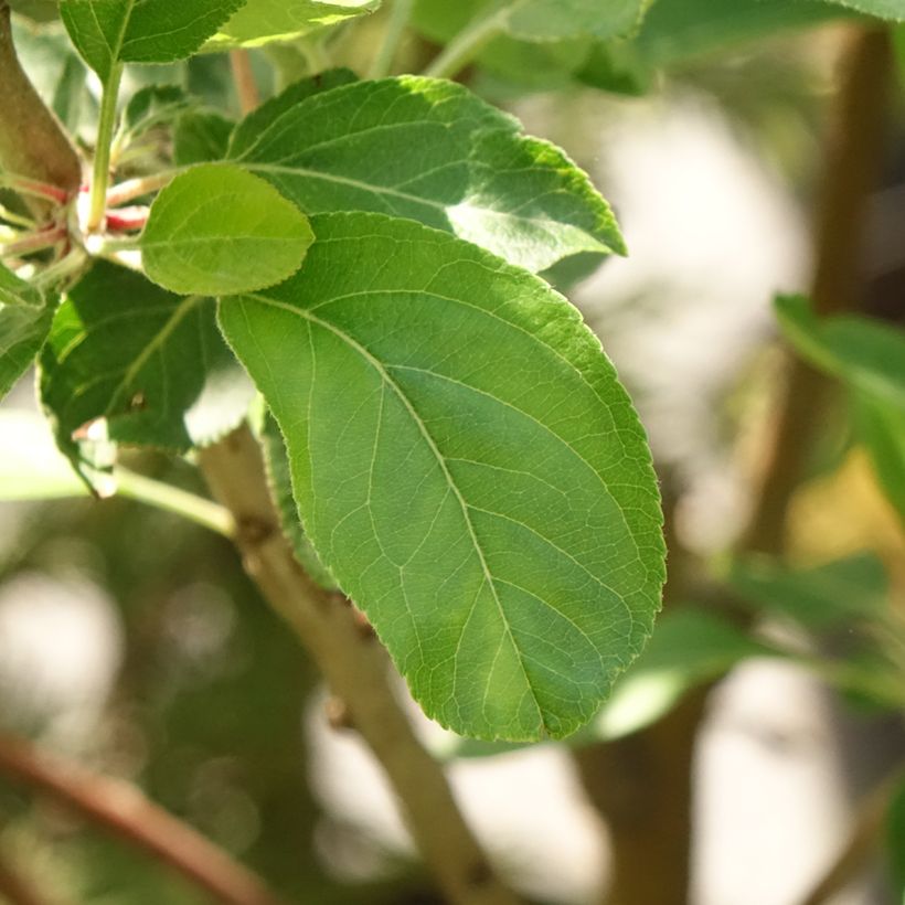 Apfelbaum Blush rosette - Malus domestica (Laub)