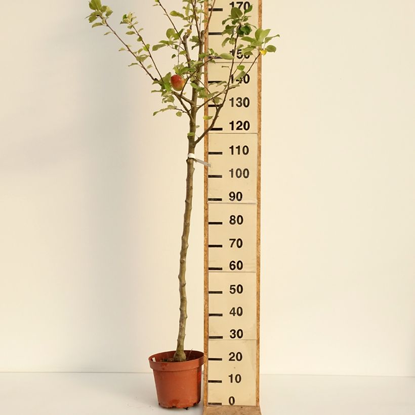 Exemplar von Apfelbaum Bon père - Malus domestica Topf mit 7,5L/10L, Heister wie im Sommer geliefert