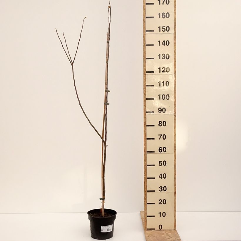 Exemplar von Apfelbaum Bramley's Seedling - Malus domestica Topf mit 4L/5L, Heister wie im Winter geliefert