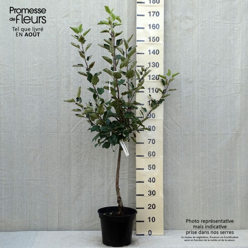 Exemplar von Apfelbaum Calville Blanche d’Hiver - Malus domestica Topf mit 7,5L/10L, Gobelet-Form wie im Sommer geliefert