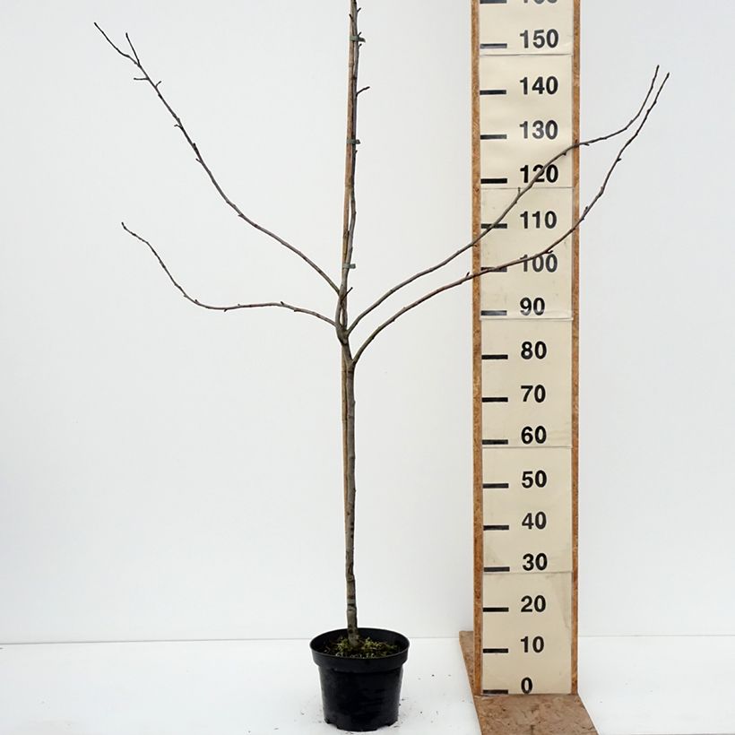 Exemplar von Goldparmäne Charłamowskie - Malus domestica Topf mit 4L/5L, Heister wie im Winter geliefert