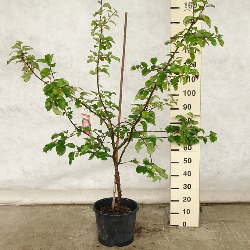 Exemplar von Apfelbaum Choupette - Malus domestica Topf mit 7,5L/10L, Gobelet-Form wie im Sommer geliefert