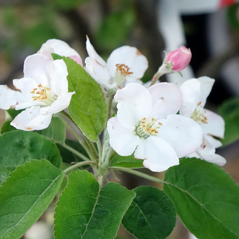 Apfelbaum Choupette - Malus domestica (Blüte)