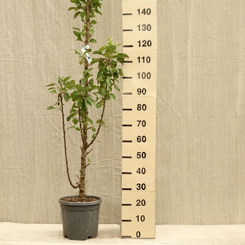 Exemplar von Säulenapfel Ballerina Bolero - Malus domestica Topf mit 7,5L/10L, Säulenförmig wie im Herbst geliefert