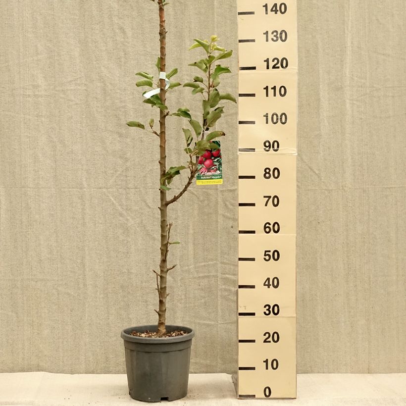 Exemplar von Säulenapfel Ballerina Maypole - Malus domestica Topf mit 7,5L/10L, Säulenförmig wie im Herbst geliefert