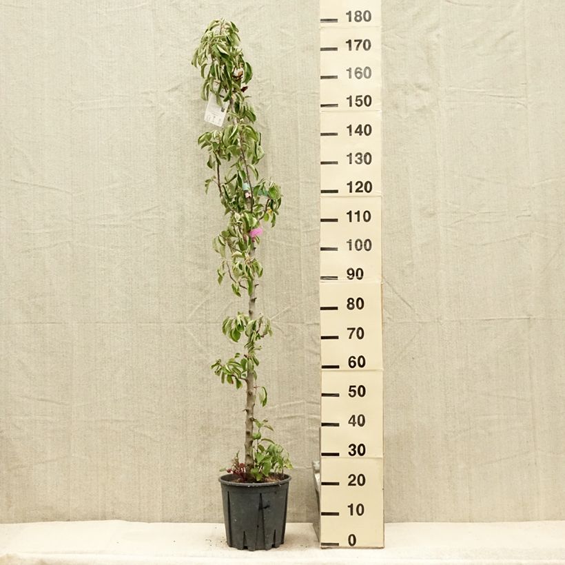 Exemplar von Säulenapfel Ballerina Polka - Malus domestica Topf mit 7,5L/10L, Säulenförmig wie im Sommer geliefert