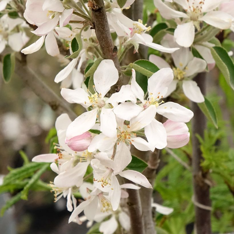 Säulenapfel Ballerina Polka - Malus domestica (Blüte)