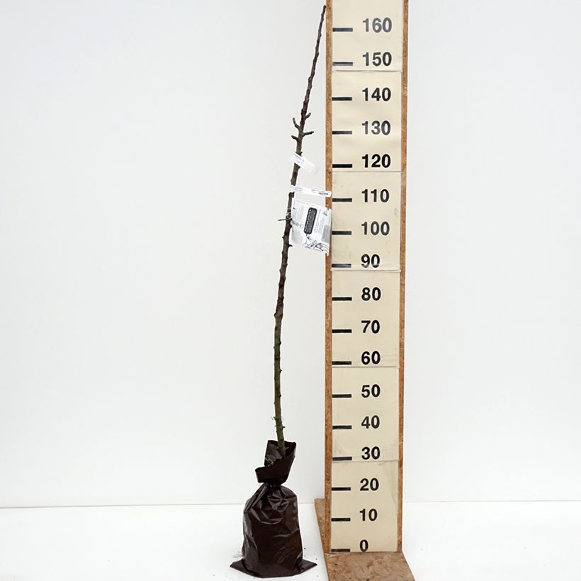 Exemplar von Säulenapfel Cheverny delcolin - Malus domestica Plug "Fertig-zum-Pflanzen", Säulenförmig wie im Winter geliefert