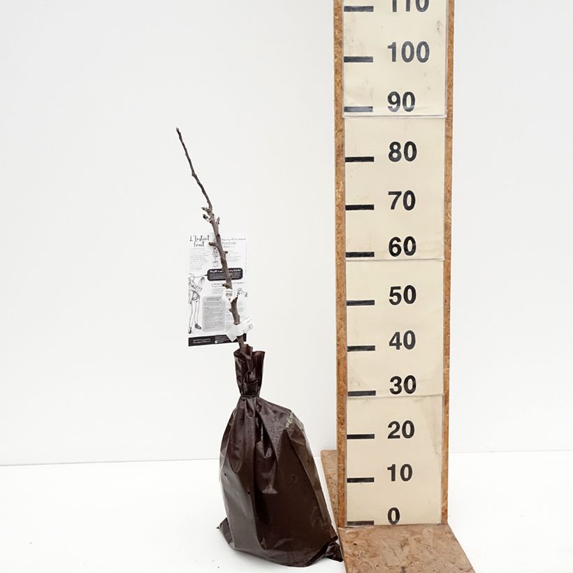 Example of Säulenapfel Chinon Delcoblu - Malus domestica Plug "Fertig-zum-Pflanzen", Säulenförmig as you get in hiver