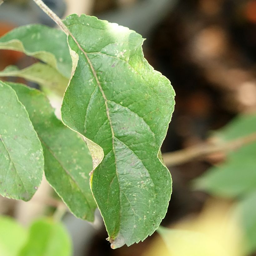 Säulenapfel Chinon Delcoblu - Malus domestica (Foliage)