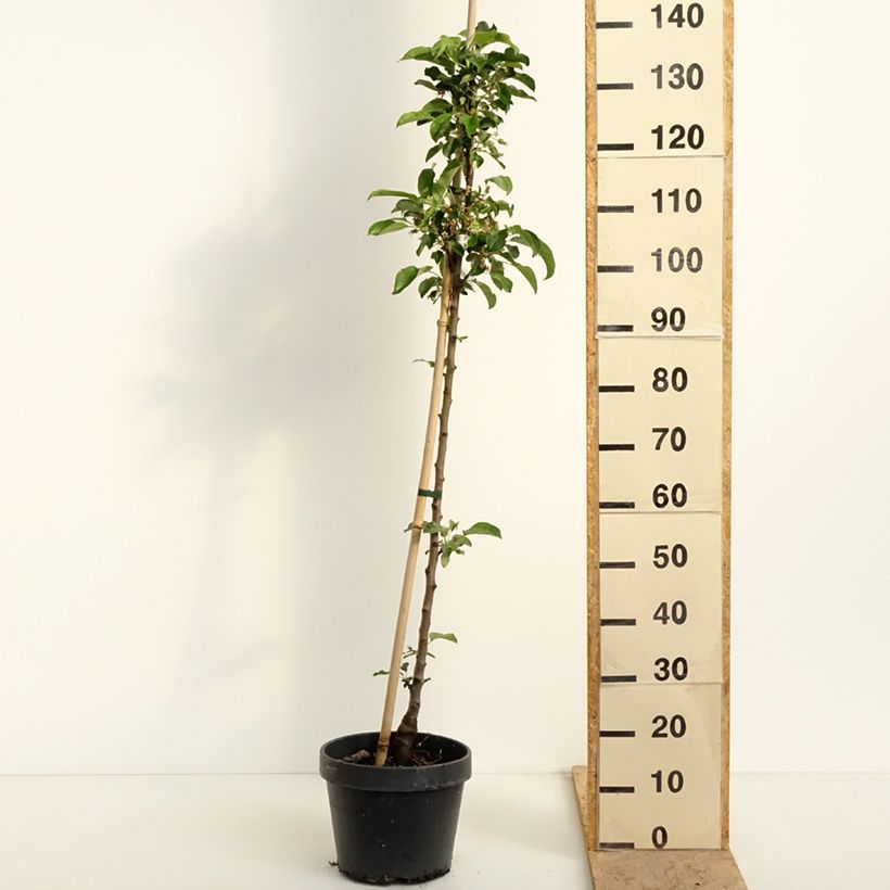 Example of Säulenapfel Chinon Delcoblu - Malus domestica Topf mit 7,5L/10L as you get in printemps