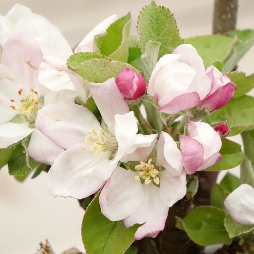 Säulenapfel Rhapsodiecov - Malus domestica (Blüte)