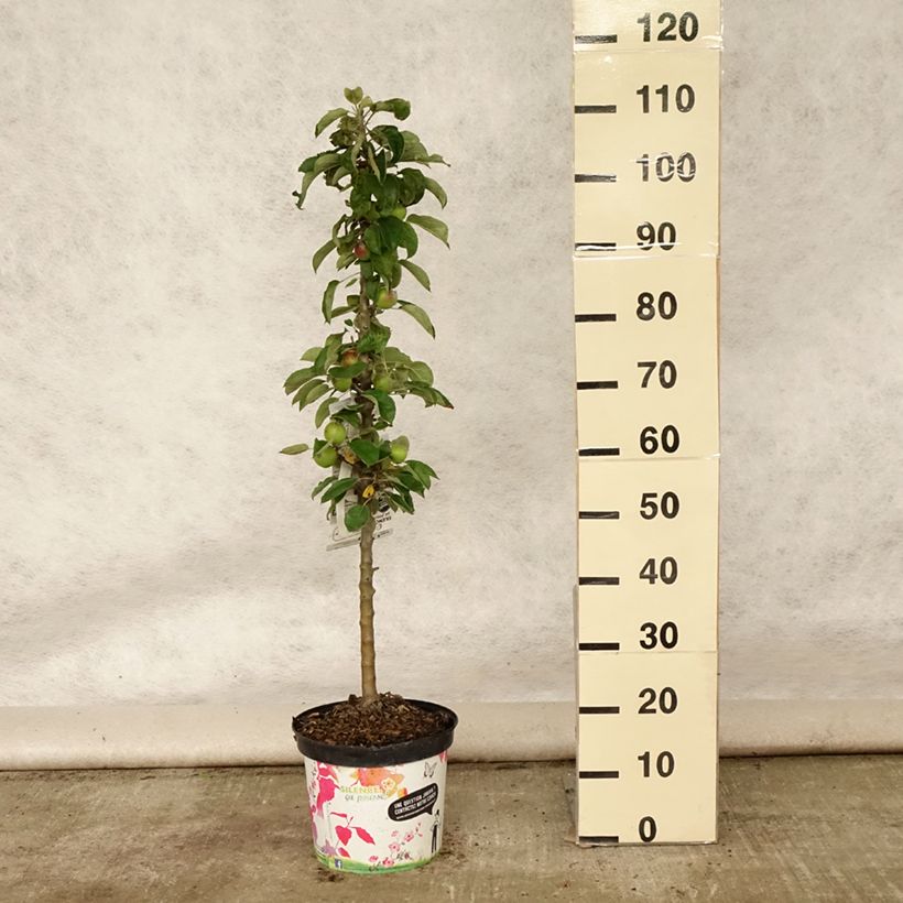 Exemplar von Säulenapfel Ballerina Bolero - Malus domestica Topf mit 6L/7L, Säulenförmig wie im Sommer geliefert