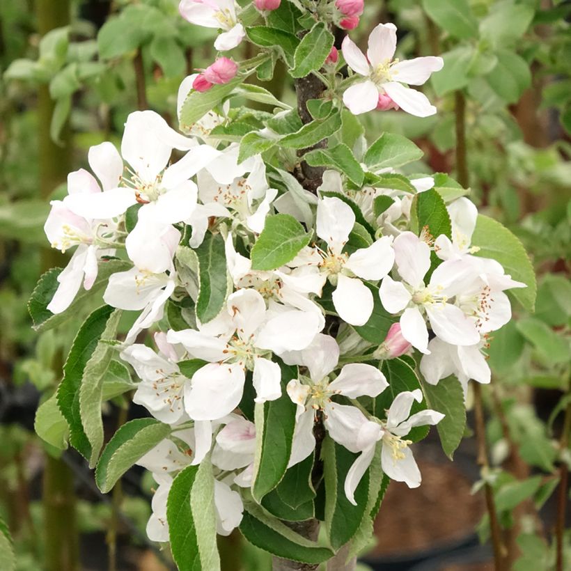 Säulenapfel Ballerina Bolero - Malus domestica (Flowering)