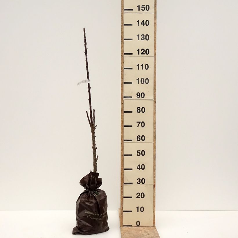 Example of Säulenapfel Villandry Delcoti - Malus domestica Plug "Fertig-zum-Pflanzen", Säulenförmig as you get in hiver