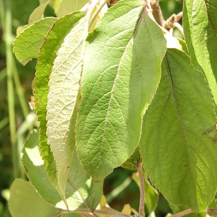 Säulenapfel Villandry Delcoti - Malus domestica (Foliage)