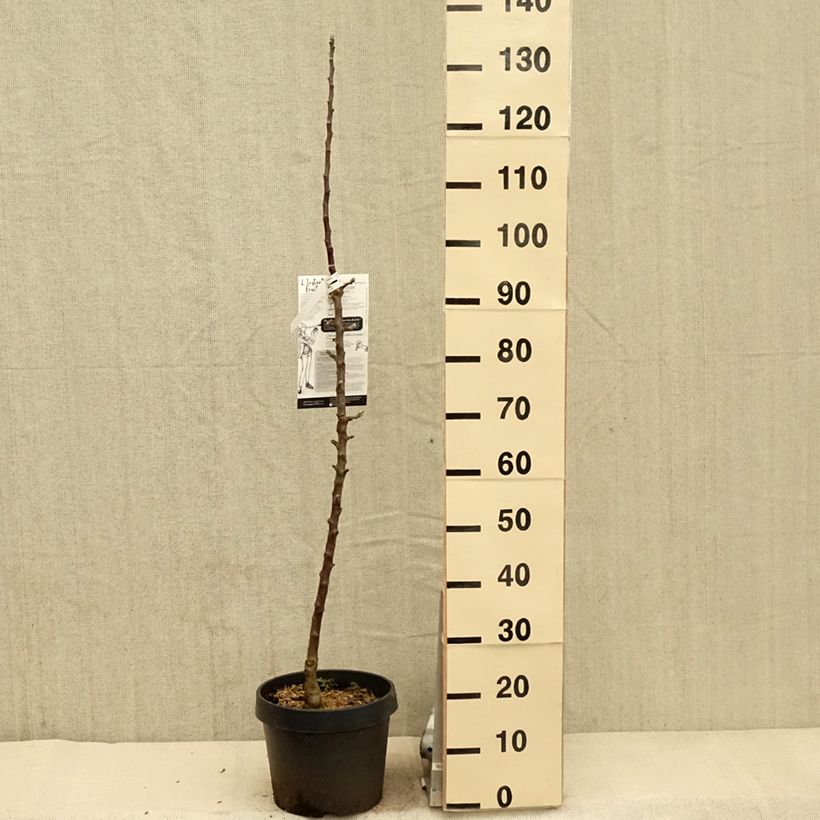 Example of Säulenapfel Villandry Delcoti - Malus domestica Topf mit 7,5L/10L, Säulenförmig as you get in printemps