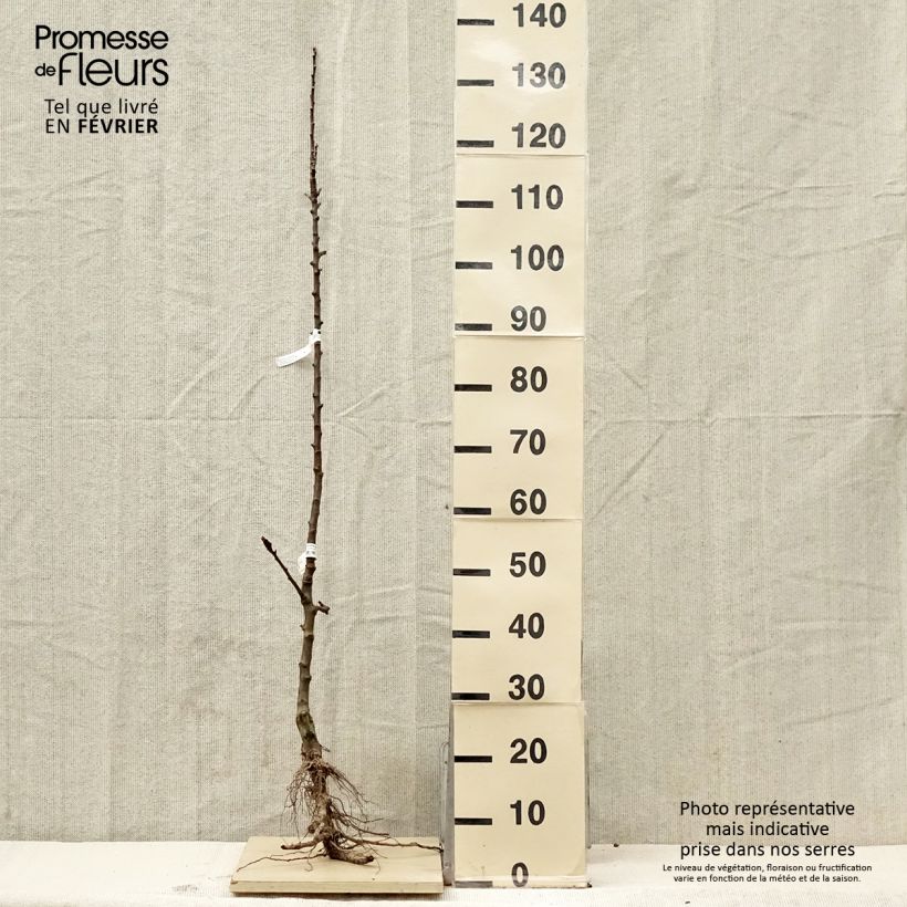 Exemplar von Säulenapfel Courson delfloden - Malus domestica Wurzelnackt, Säulenförmig wie im Winter geliefert