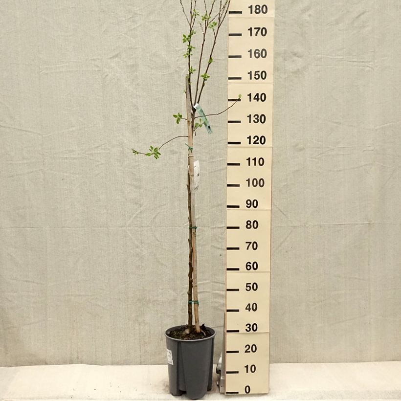 Exemplar von Apfelbaum Cox Orange - Malus domestica Topf mit 7,5L/10L, Halbstamm wie im Frühjahr geliefert
