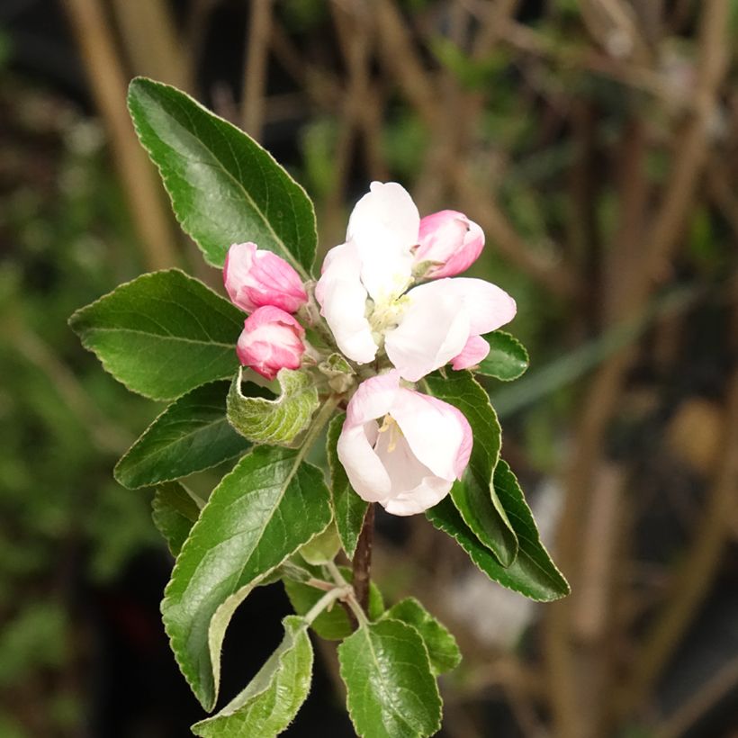 Apfelbaum Cox Orange - Malus domestica (Blüte)