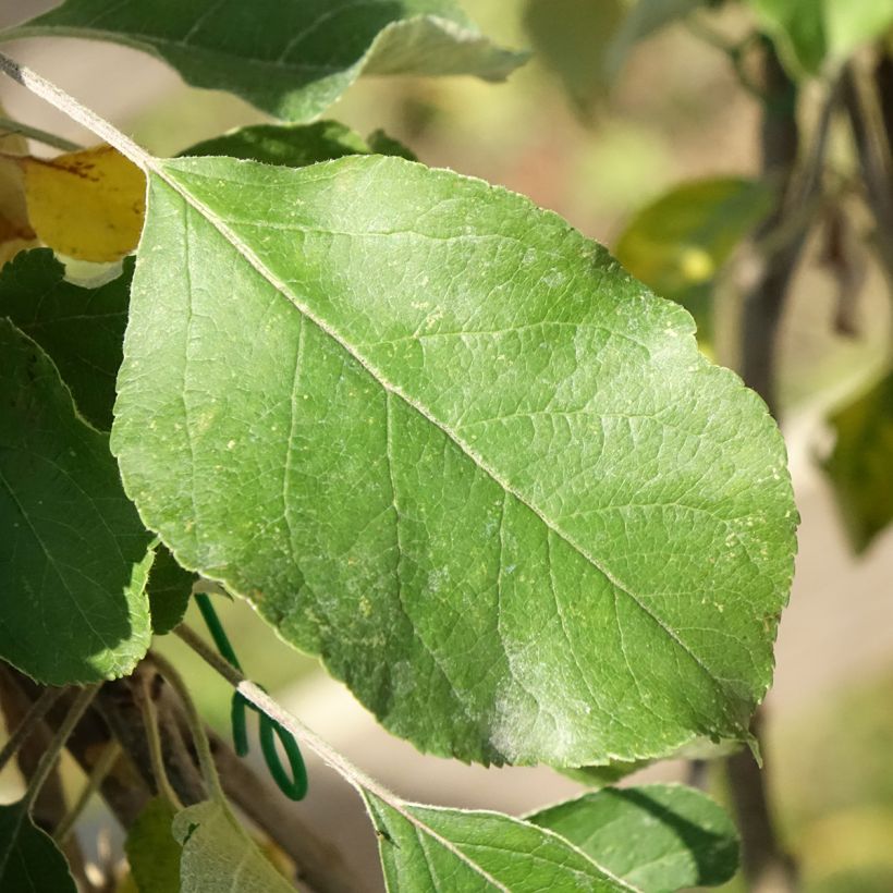 Apfelbaum Cybèle - Malus domestica (Foliage)