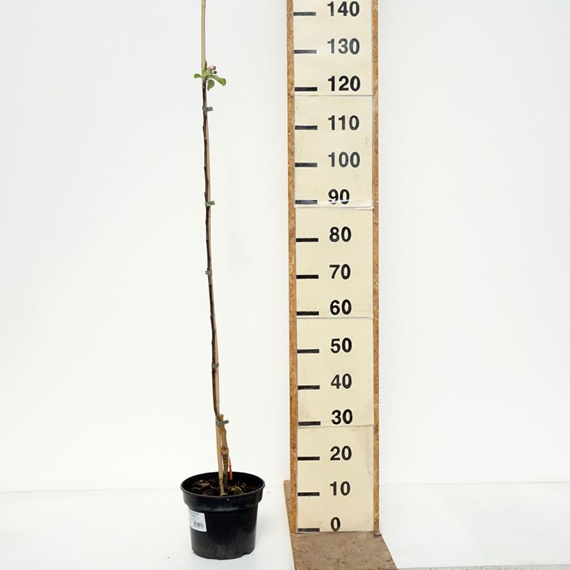 Exemplar von Goldparmäne Cynamonówka Prążkowana - Malus domestica Topf mit 4L/5L, Heister wie im Frühjahr geliefert