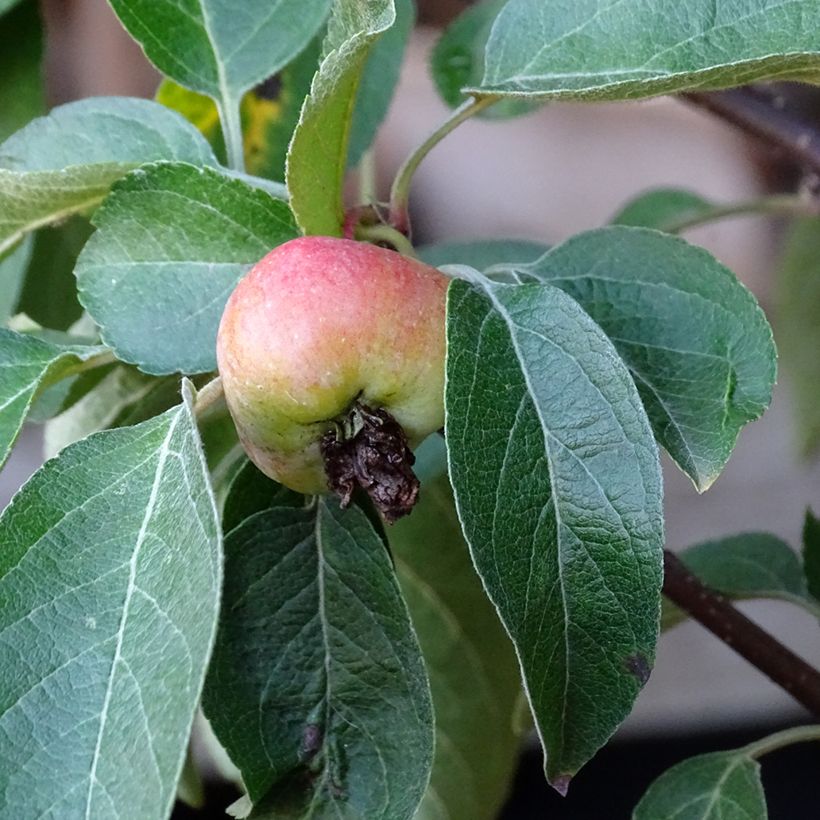 Zierapfel Evereste 'Perpetu' - Malus (Ernte)