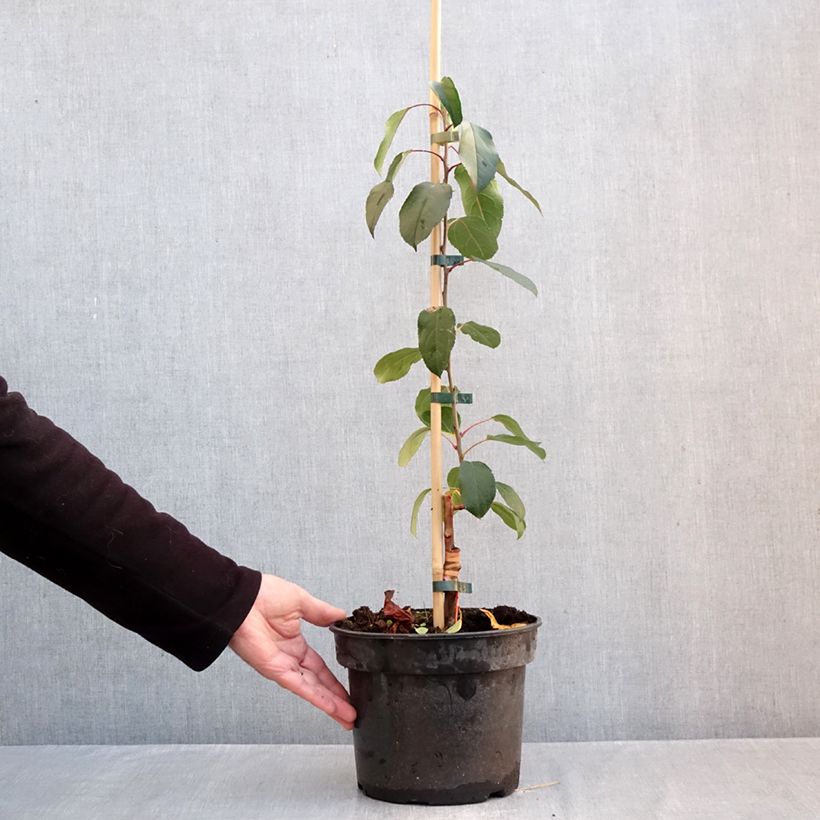Exemplar von Zierapfel Adirondack - Malus Topf mit 4L/5L wie im Herbst geliefert