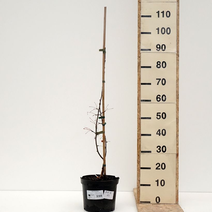 Exemplar von Zierapfel Adirondack - Malus Topf mit 4L/5L wie im Winter geliefert