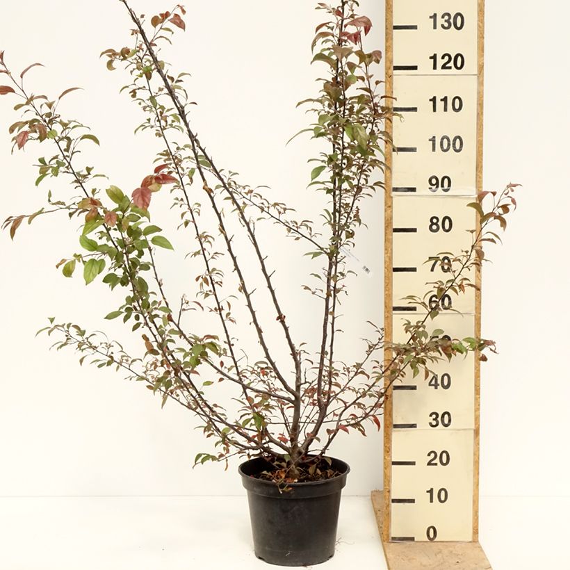Example of Zierapfel Coccinella Courtarou - Malus Topf mit 7,5L/10L as you get in printemps