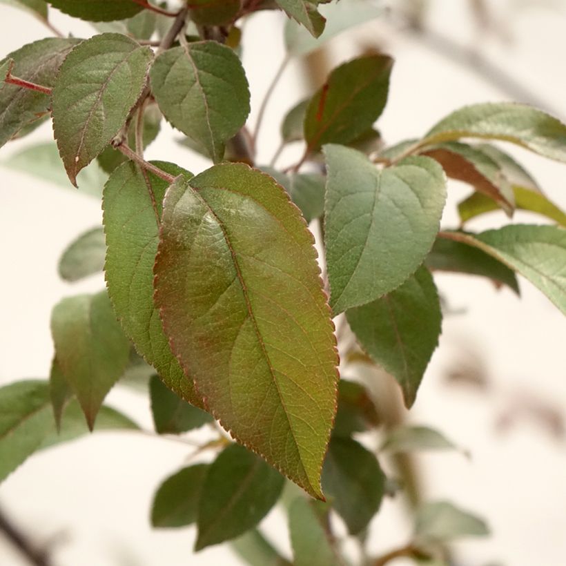 Zierapfel Coccinella Courtarou - Malus (Foliage)