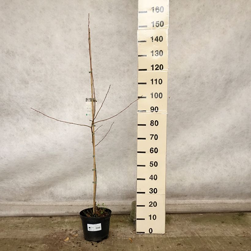 Exemplar von Pommier d'ornement - Malus Dolgo Pot de 4L/5L wie im Herbst geliefert