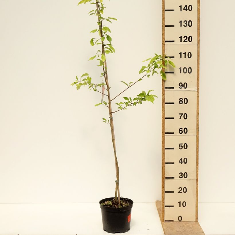 Exemplar von Zierapfel Pink Glow - Malus robusta Topf mit 4L/5L wie im Frühjahr geliefert