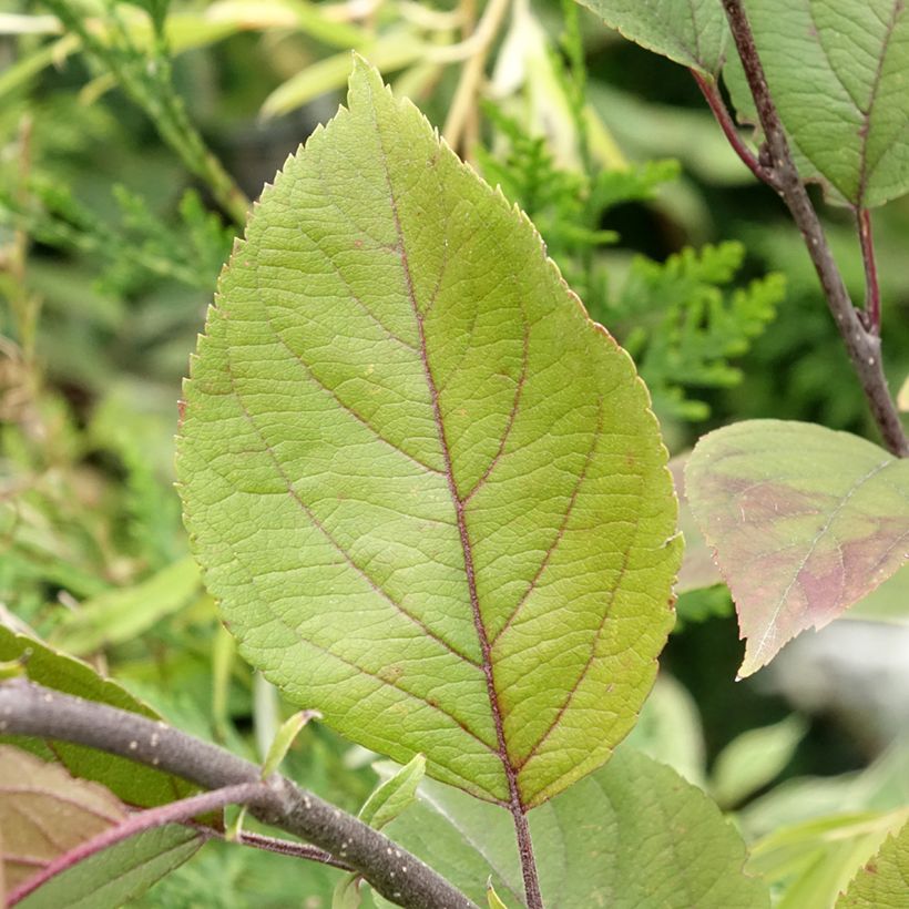 Purpur-Apfel Eleyi - Malus purpurea (Foliage)