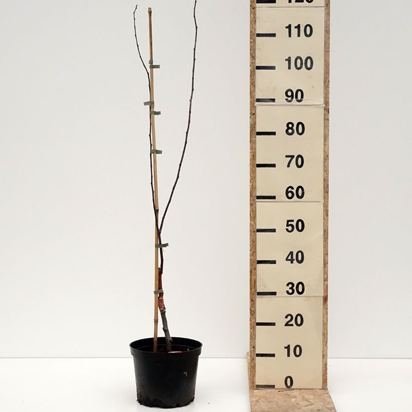Exemplar von Pommier d'ornement - Malus Eleyi Pot de 4L/5L wie im Winter geliefert