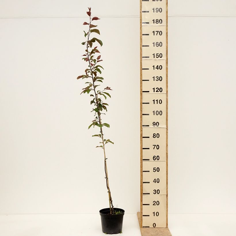 Example of Purpur-Apfel Eleyi - Malus purpurea Topf mit 4L/5L as you get in printemps