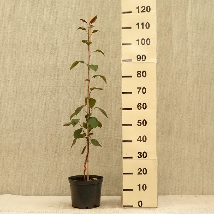 Exemplar von Zierapfel Hopa - Malus sieversii f. niedzwetzkyana × baccata Topf mit 4L/5L wie im Sommer geliefert