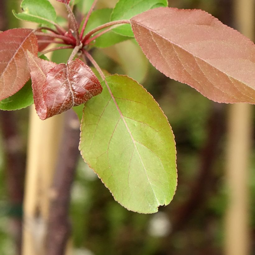 Zierapfel Hyvingiensis - Malus domestica (Laub)